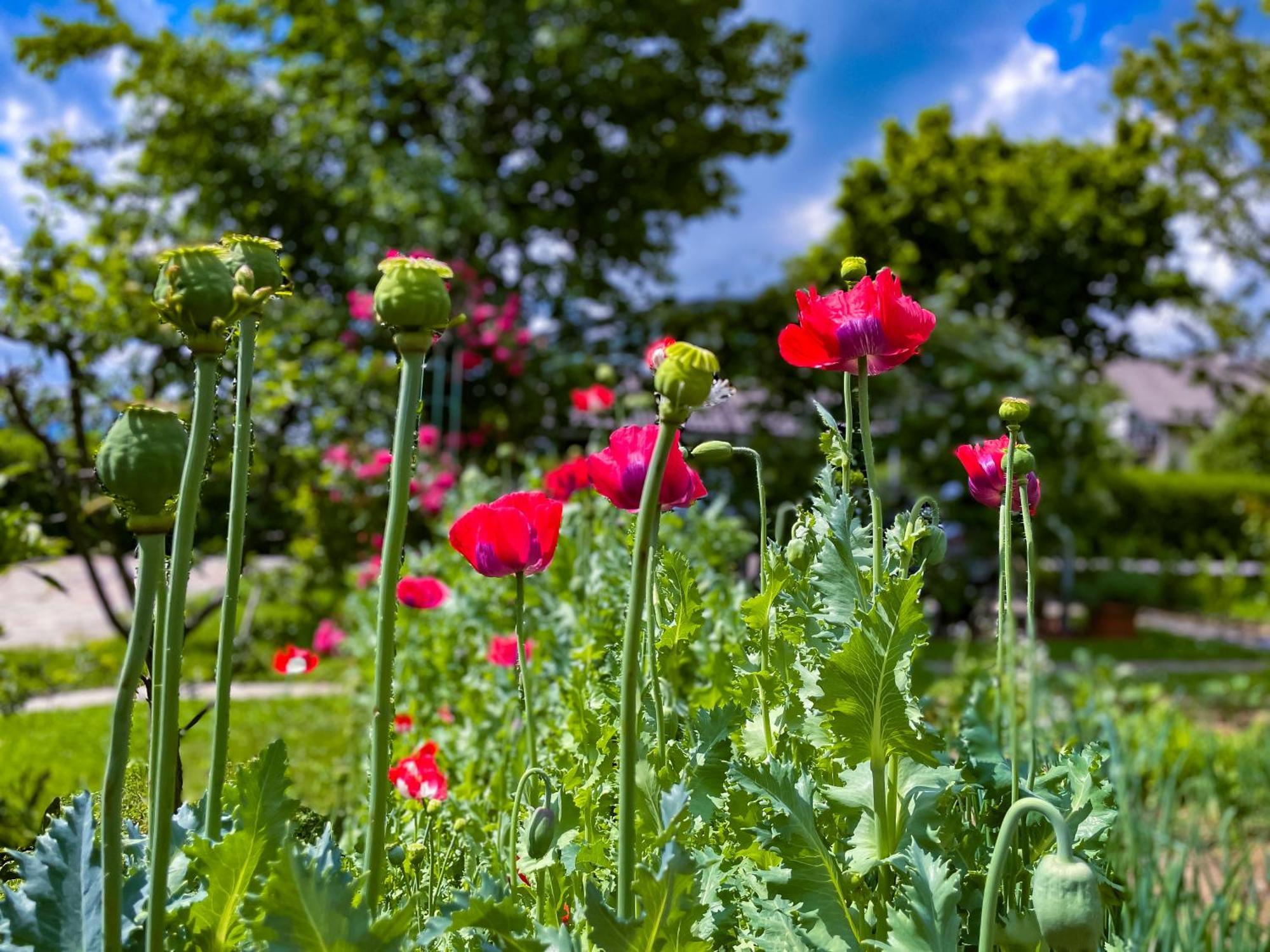 Šenčur Green Oasis Garden מראה חיצוני תמונה